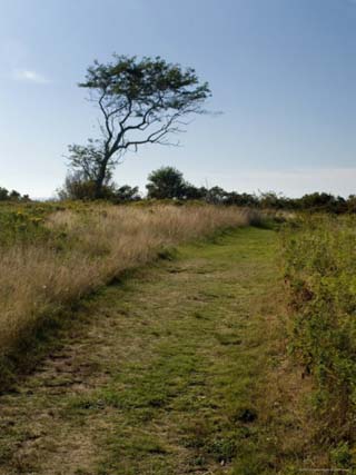 Grassy Pathway on a Sunny Day, Block Island, Rhode Island
