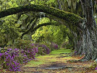 Coast Live Oaks and Azaleas Blossom, Magnolia Plantation, Charleston, South Carolina, USA