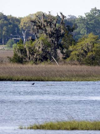 Smooth Cordgrass (Spartina Alterniflora) Tidal Salt Marshes, Stono River, Charleston