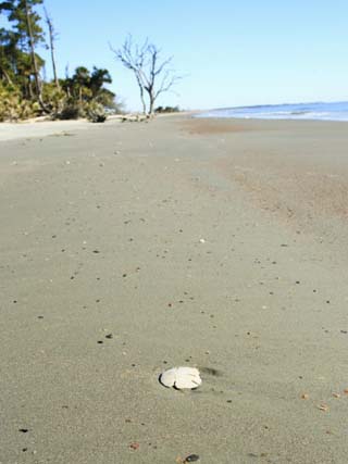 Sandy Shore of Otter Island with Driftwood and Dead Vegetation, a Barrier Island