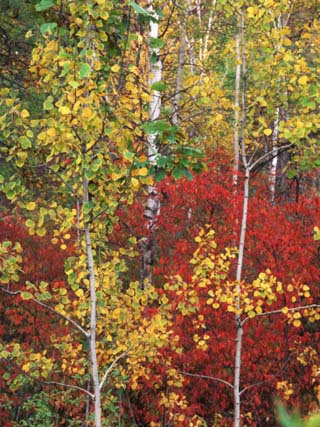 Autumn Trees, Custer State Park, South Dakota, USA
