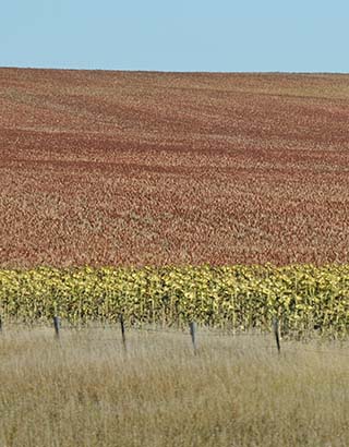 crops south dakota