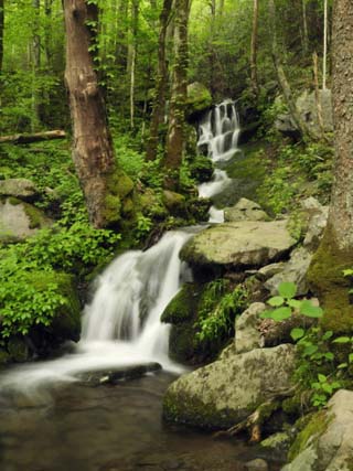 Scenic View of a Smoky Mountains Waterfall and Forest