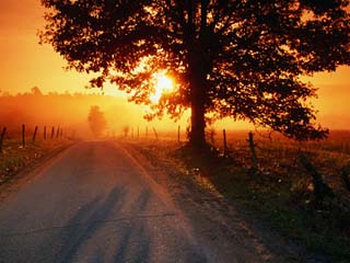 Tree and Road at Sunrise, Cades Cove, Great Smoky Mountains National Park, Tennessee