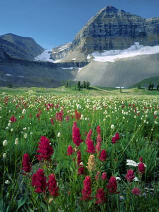 Paintbrush in Uinta National Forest, Wasatch Mountains, Mount Timpanogos Wilderness, Utah, USA