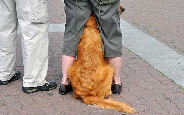 dog seattle