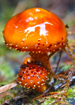 washington mushroom