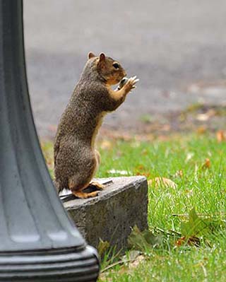 washington squirrel