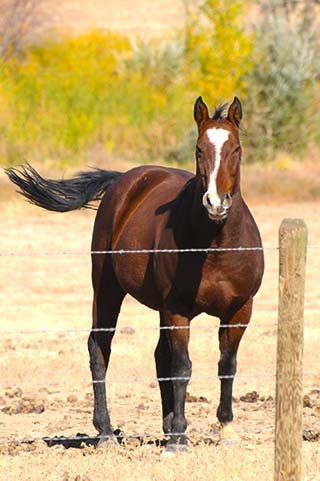 horse in wyoming