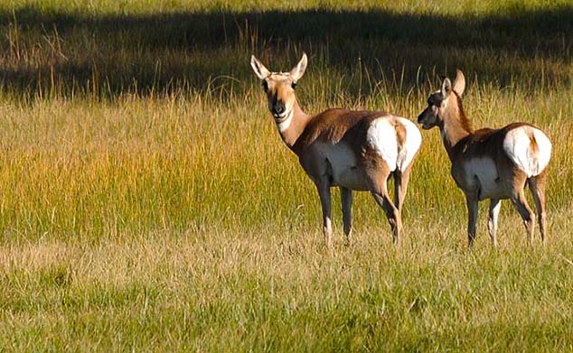 deer wyoming