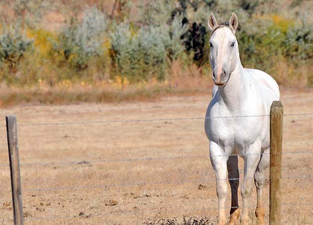 horse in wyoming