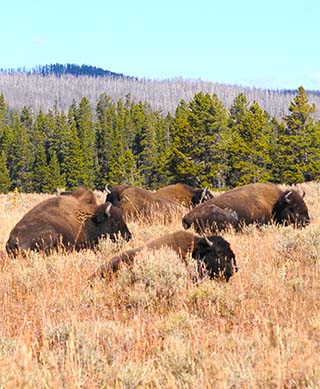 buffalo yellowstone
