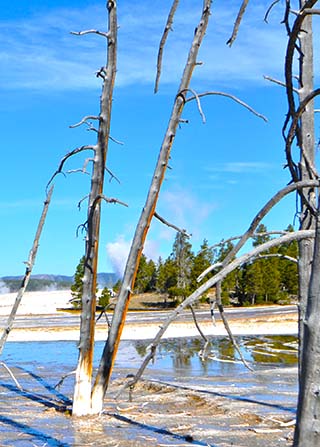 trees yellowstone