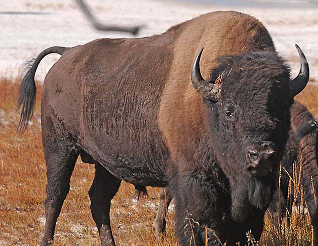 buffalo yellowstone