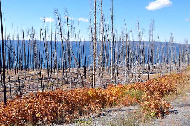 burnt trees yellowstone