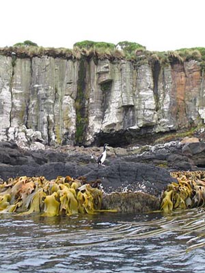 Enderby Island penguins