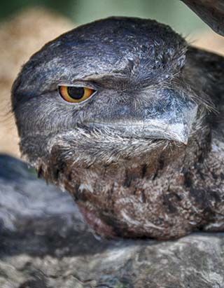 bird australia