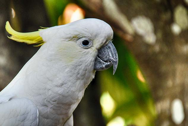 cockatoo australia