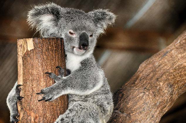 koala