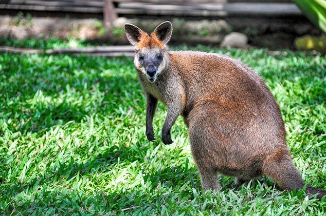swamp wallaby