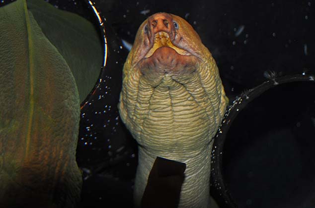 australia eel