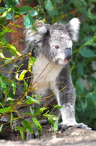 koala bear sydney