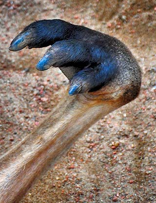 kagaroo claw