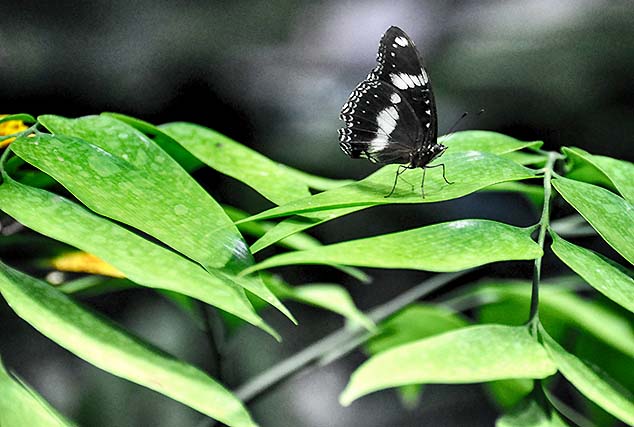 butterfly sydney zoo