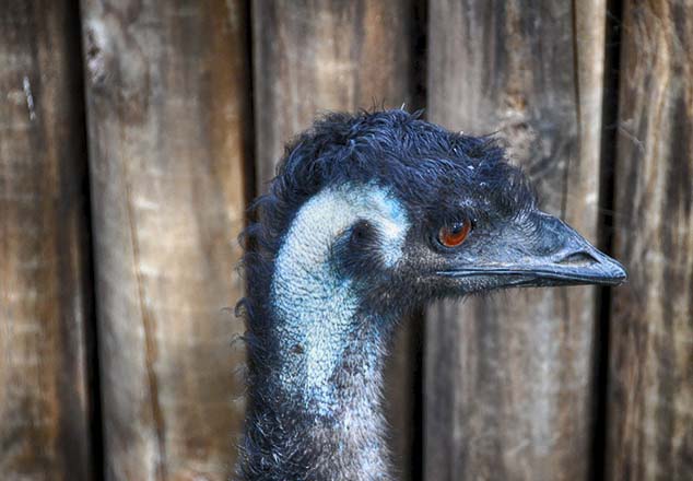 emu australia