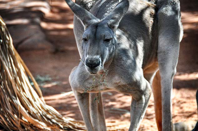 kangaroo sydney zoo