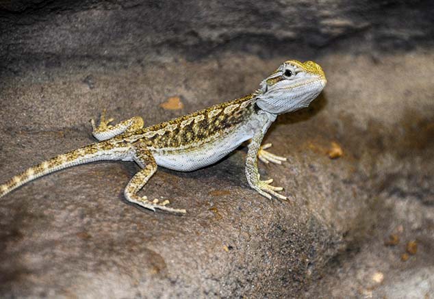 lizard australia