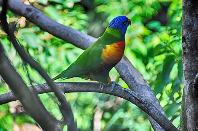 colorful parrot sydney zoo