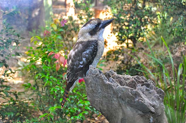 bird sydney zoo