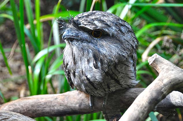Kookaburra australia
