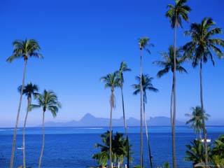Palm Trees and Island, Tahiti, Society Islands, French Polynesia, South Pacific Islands, Pacific