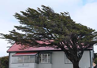falkland island windblown tree