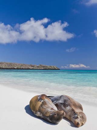 Galapagos Sea Lions (Zalophus Wollebaeki), Galapagos Islands, UNESCO World Heritage Site, Ecuador