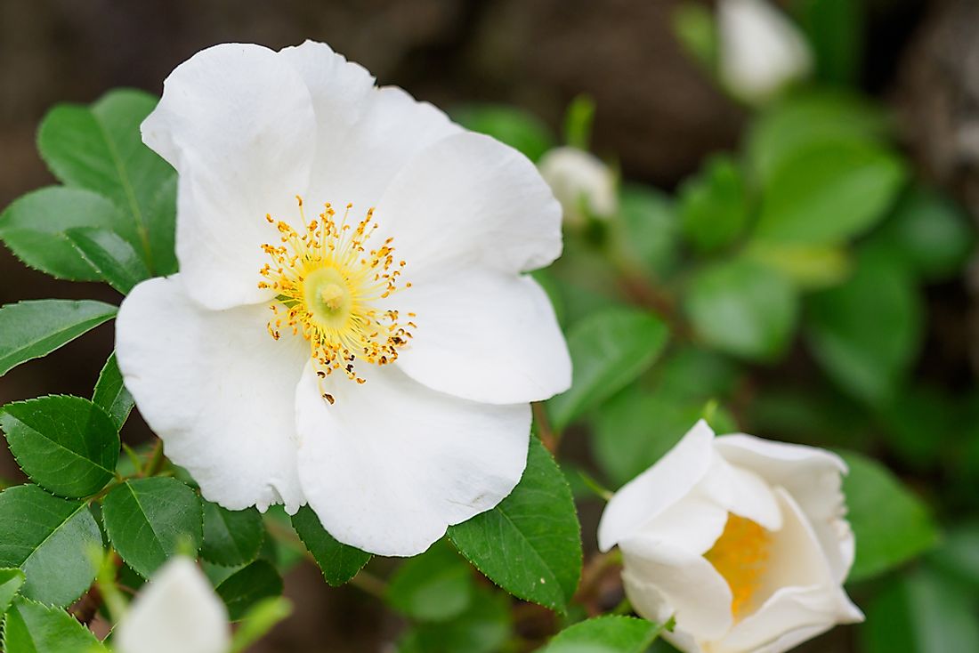 The Cherokee Rose was introduced to the area in the late 18th century.