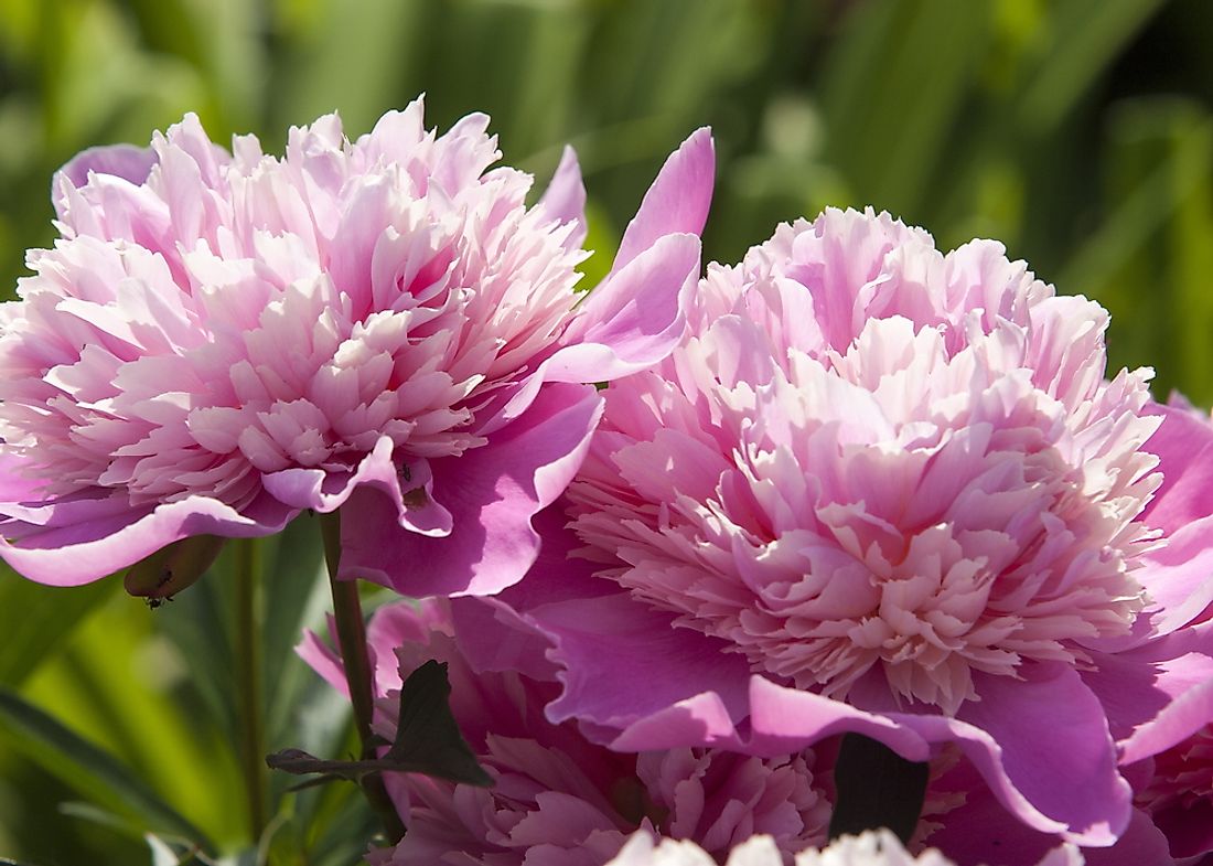 The peony flower is usually pink, red, or white.