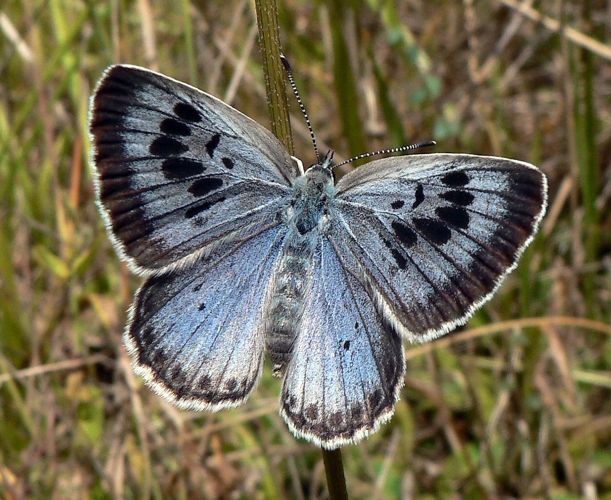 A gossamer-winged butterfly. Image credit: PJC&Co/Wikimedia.org