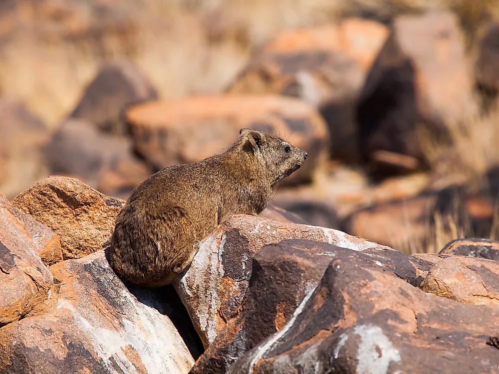 A cape hyrax in Egypt.