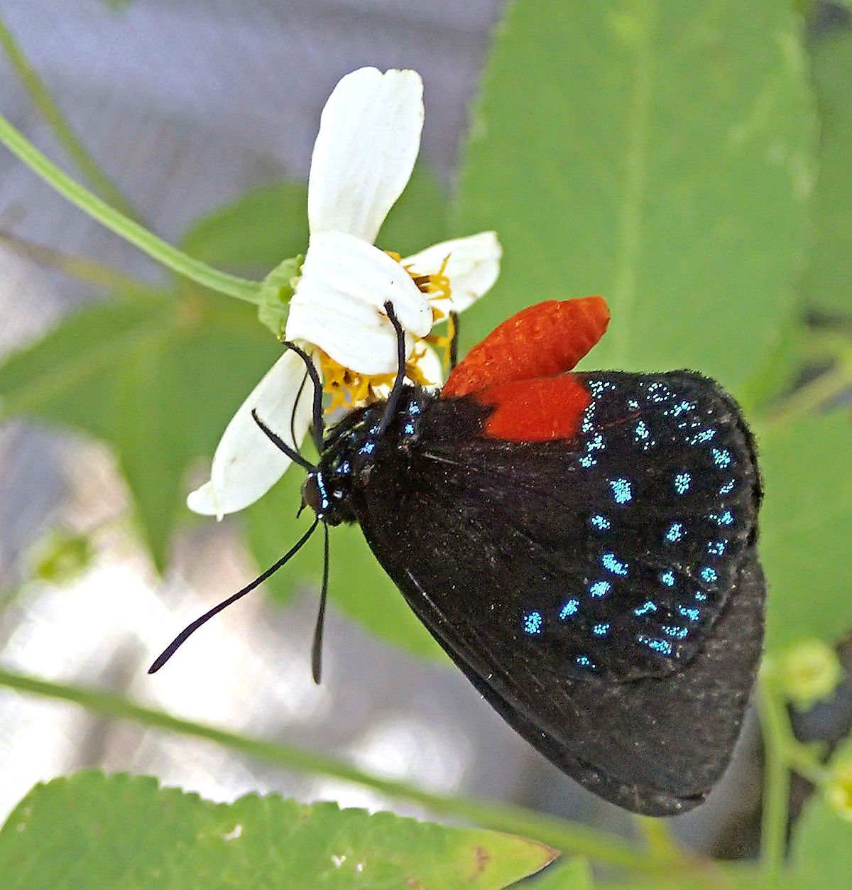 Atala hairstreak butterfly in Florida, USA. Image credit: James St. John/Wikimedia.org