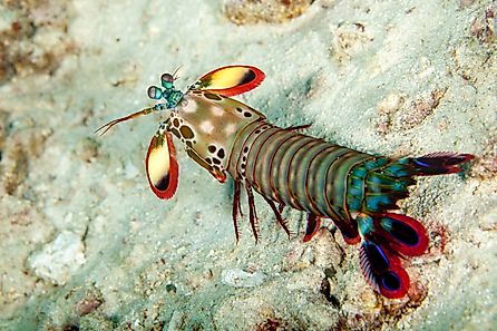 Unleash the power of the peacock mantis shrimp. Image credit: Gerald Robert Fischer - Shutterstock.
