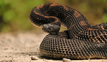 Gorgeous Timber Rattlesnake.