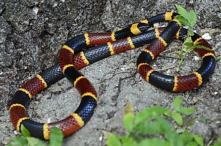 Eastern coral snake (Micrurus fulvius)