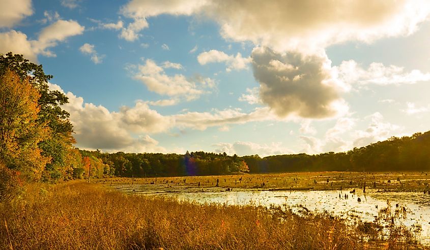 Fall foliage and golden wetlands vegetation, with dramatic sky on the shore of Black Spruce Pond in the Goodwin State Forest in Chaplin, Connecticut.