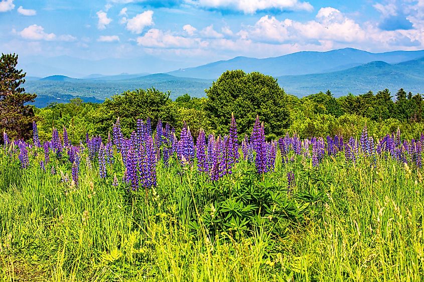 A field of lupines in Sugar Hill, New Hampshire, with the White Mountains in the background.
