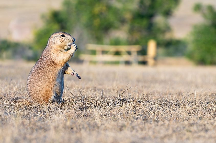 A prairie dog in the Badlands National Park.