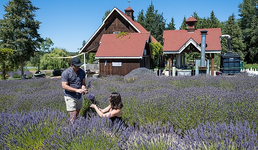 Lavender flowers in fields on a clear sunny summer day, Sequim, Washington.
