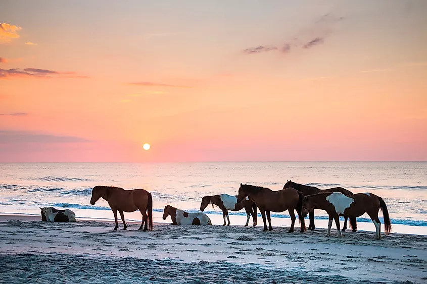 Wild ponies on the beach at Assateague Island